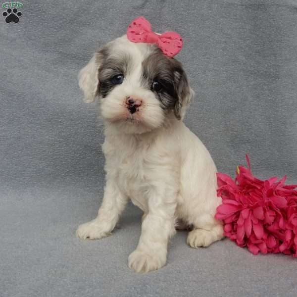 Emmy, Cockapoo Puppy